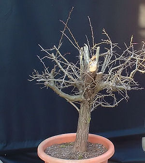 Immediately after the leaves fell at the end of 2004 I collected the tree