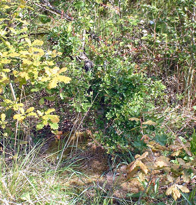 Common Hawthorn was first discovered during the Winter months of early 2003