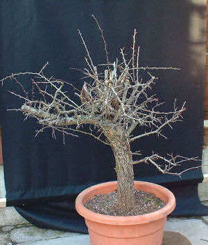 Immediately after the leaves fell at the end of 2004 I collected the tree