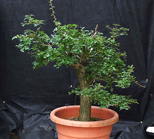 As expected the tree grow very strongly throughout 2005