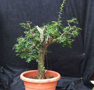 As expected the tree grow very strongly throughout 2005