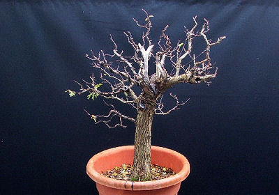 A large pot has to be commisioned from Vic Harris of Erin Pottery