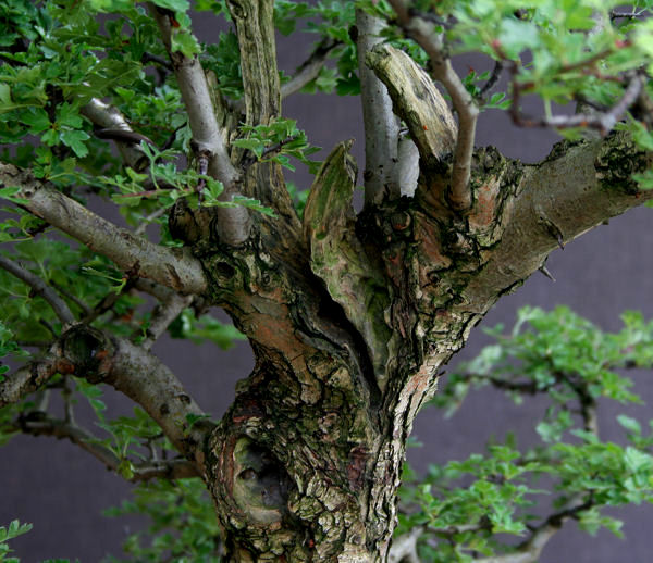 hawthorn bonsai