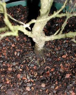 Dave Paris Pomegranate