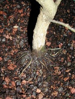 Dave Paris Pomegranate