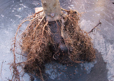 new surface roots