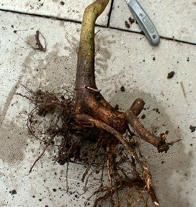 new nebari on a field maple/Acer campestre