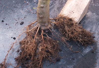 old root system has now been removed using a saw