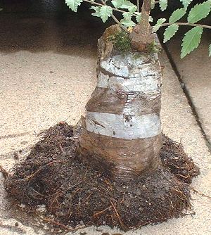 After lifting from the ground