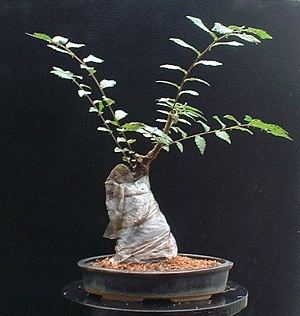 Planted into a bonsai pot