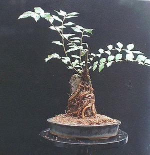 Plastic sheeting removed