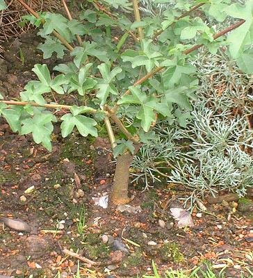 Acer campestre/Field Maple Root-Over-Rock Bonsai Photo Series