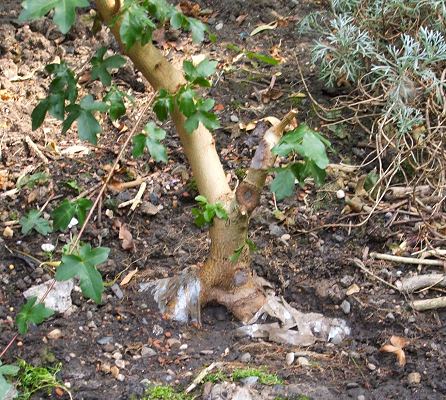 Acer campestre/Field Maple Root-Over-Rock Bonsai Photo Series