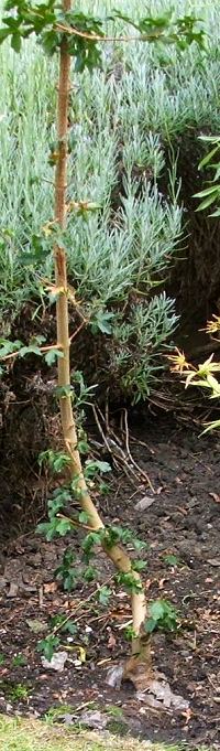 Acer campestre/Field Maple Root-Over-Rock Bonsai Photo Series