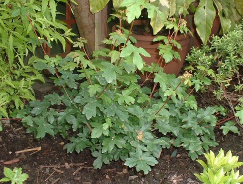 Acer campestre/Field Maple Root-Over-Rock Bonsai Photo Series