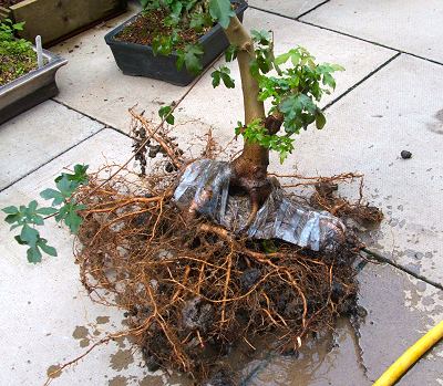 Acer campestre/Field Maple Root-Over-Rock Bonsai Photo Series