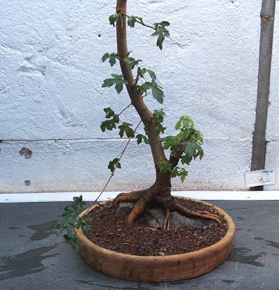 Acer campestre/Field Maple Root-Over-Rock Bonsai Photo Series