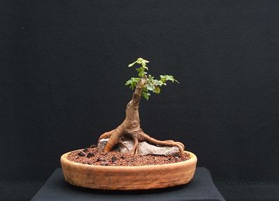 Acer campestre/Field Maple Root-Over-Rock Bonsai Photo Series