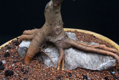 Acer campestre/Field Maple Root-Over-Rock Bonsai Photo Series