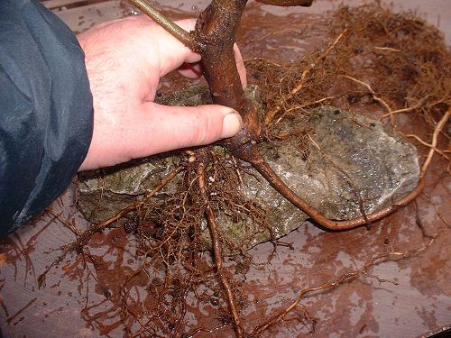 Acer campestre/Field Maple Root-Over-Rock Bonsai Photo Series