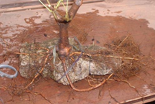 Acer campestre/Field Maple Root-Over-Rock Bonsai Photo Series