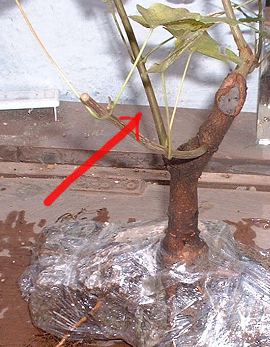 Acer campestre/Field Maple Root-Over-Rock Bonsai Photo Series