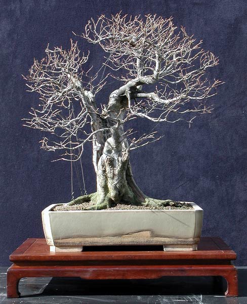 Collecting Trees (Yamadori) from the Wild for Bonsai