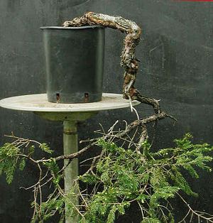 Collecting Trees (Yamadori) from the Wild for Bonsai