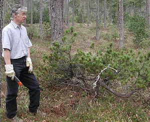Collecting Trees (Yamadori) from the Wild for Bonsai