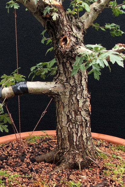 Creating and Using 'Uro' with Bonsai
