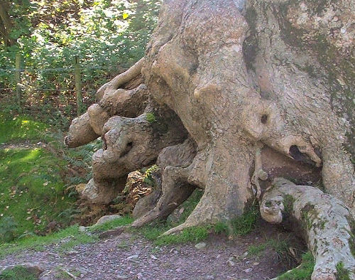 Creating and Using 'Uro' with Bonsai