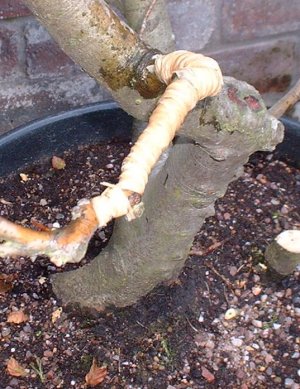 Bending Bonsai Branches with Raffia