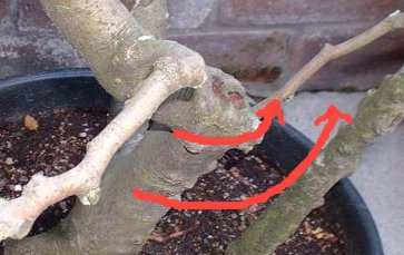 Bending Bonsai Branches with Raffia