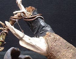 picea spruce raffia bonsai