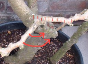 Bending Bonsai Branches with Raffia