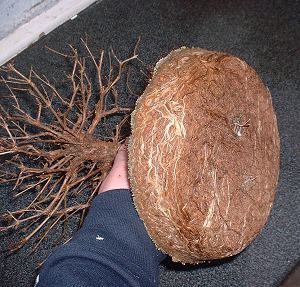 Repotting and Rootpruning