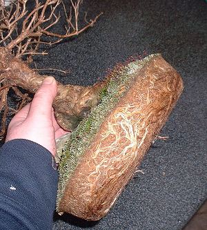 Repotting and Rootpruning