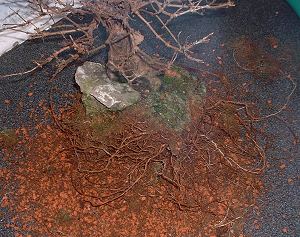 Repotting and Rootpruning