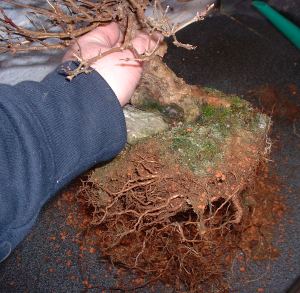 Repotting and Rootpruning