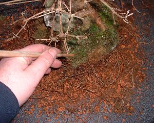 Repotting and Rootpruning