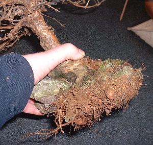 Repotting and Rootpruning