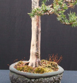 lime sulphur will dry and whiten the wood