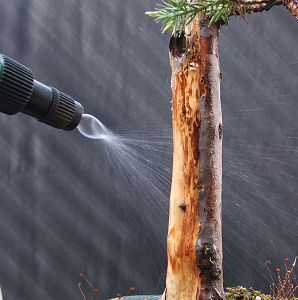 spray it thoroughly with water