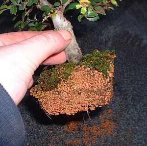 repotting elm bonsai