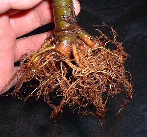 repotting elm bonsai