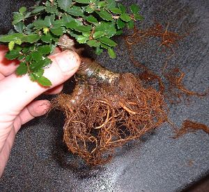 repotting elm bonsai