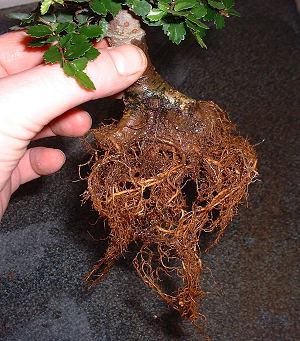 repotting elm bonsai