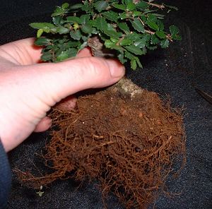 repotting elm bonsai
