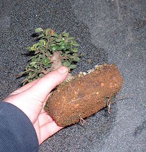 repotting elm bonsai