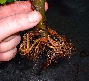 repotting elm bonsai